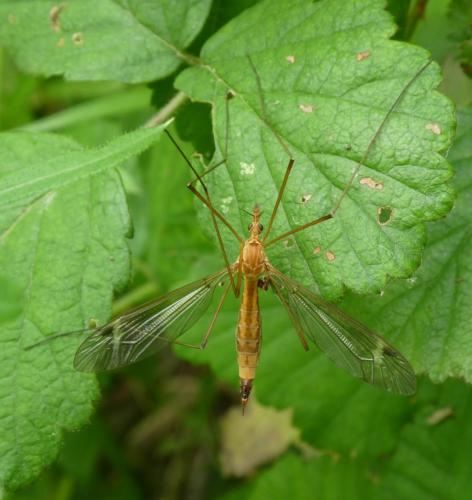 Tipula lunata